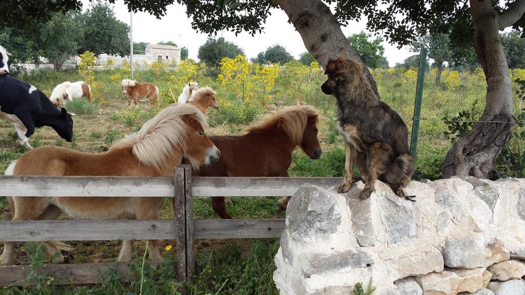 Masseria Boscorotondo Шикли Екстериор снимка